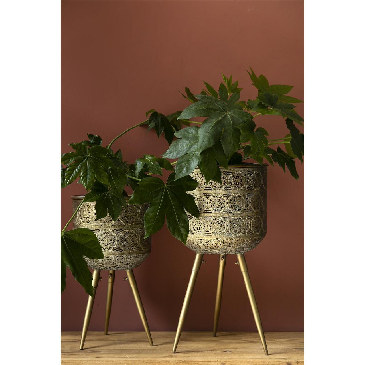 Plant stand botanique l