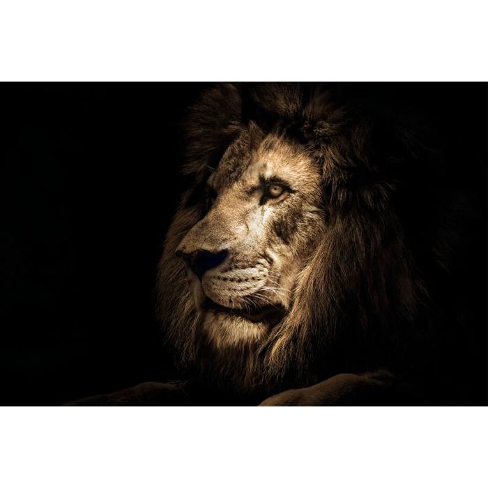 Mighty Lion | Glasschilderij 120x80cm