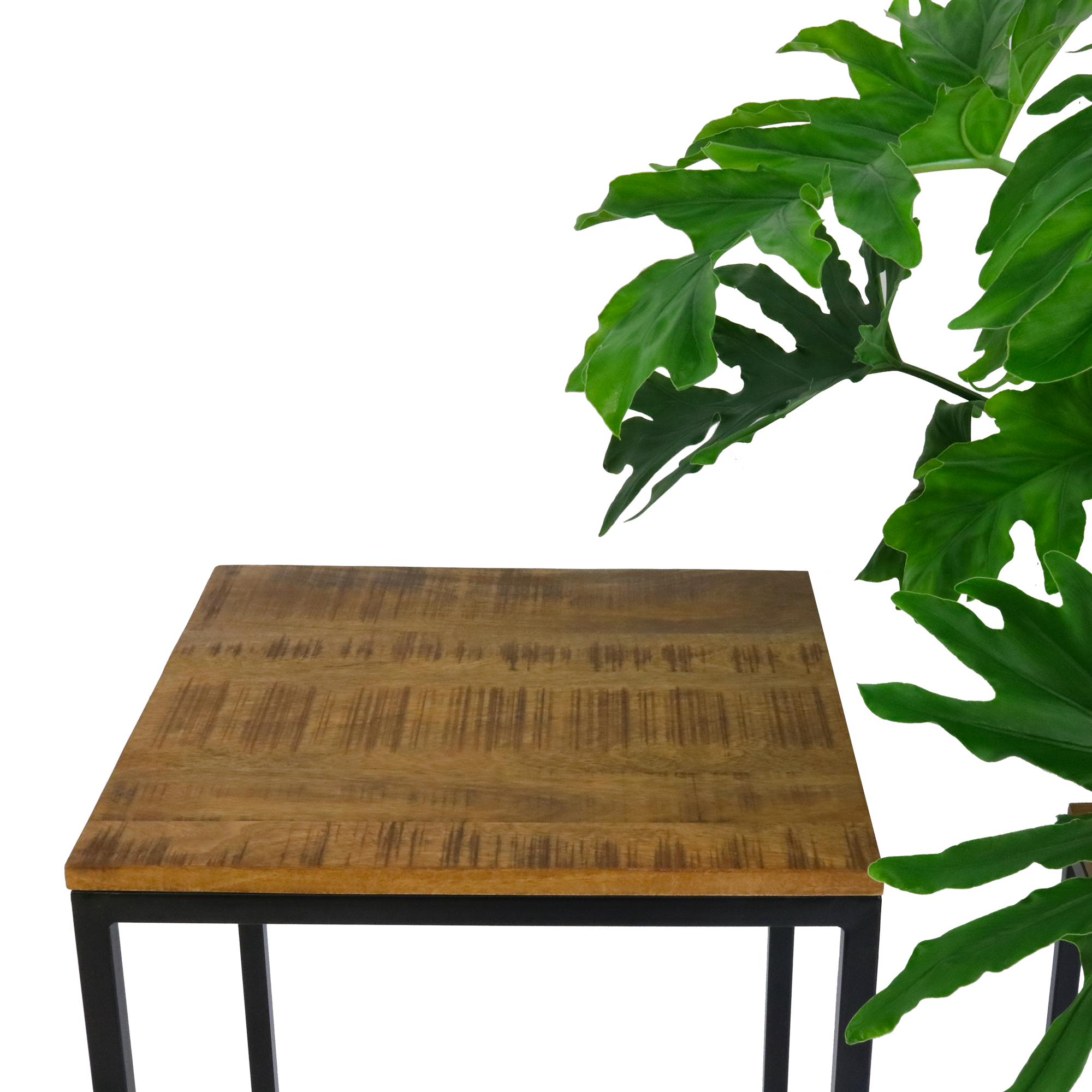 Kick plant column Milo