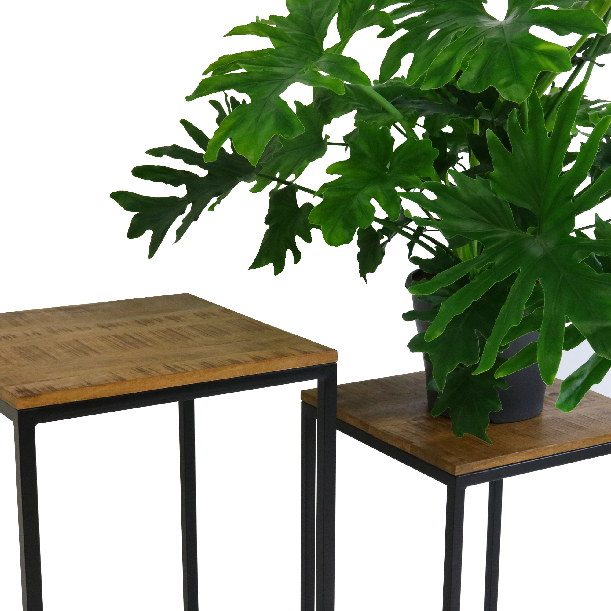 Kick plant column Milo