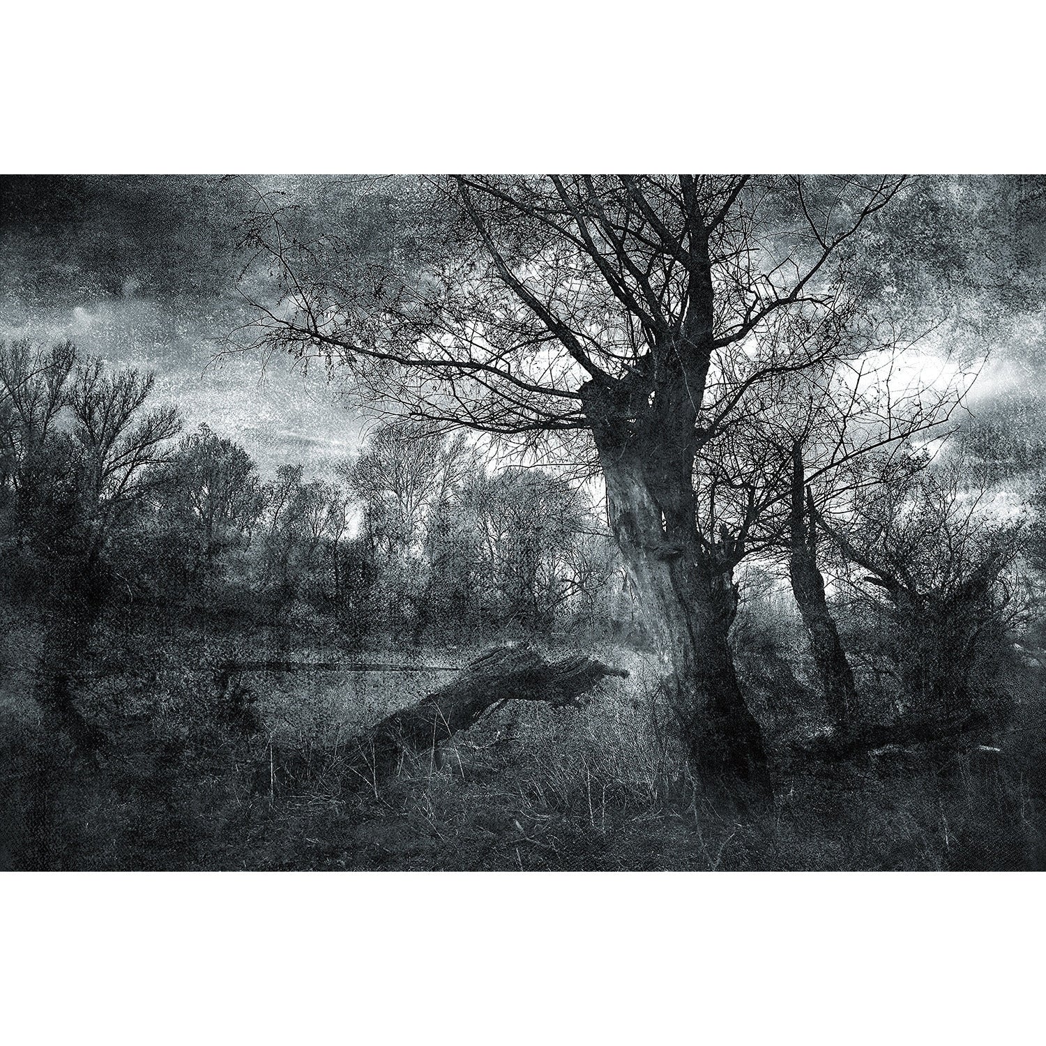 Glass painting - Black and white Nature reserve