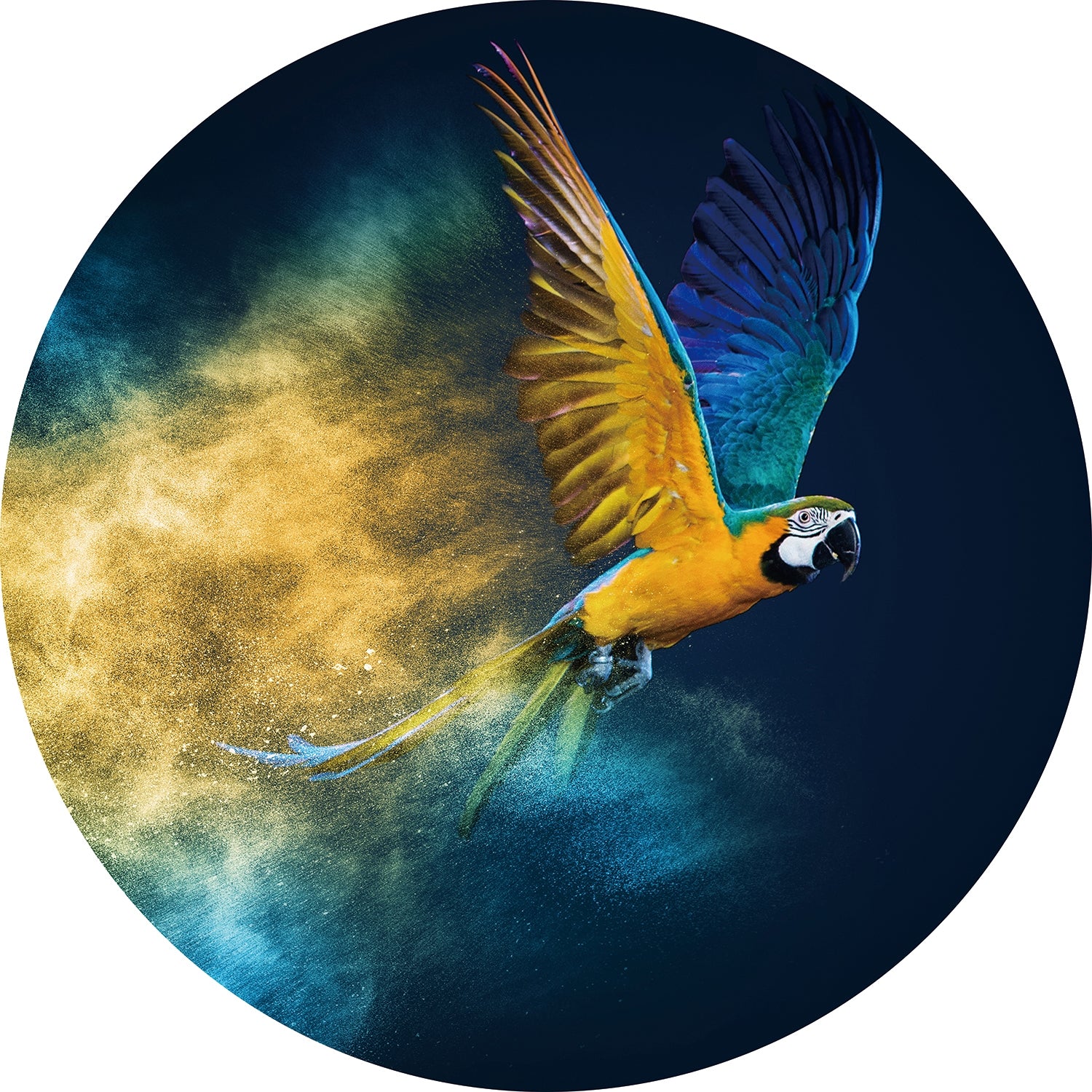 Parrot - Extra large round glass painting