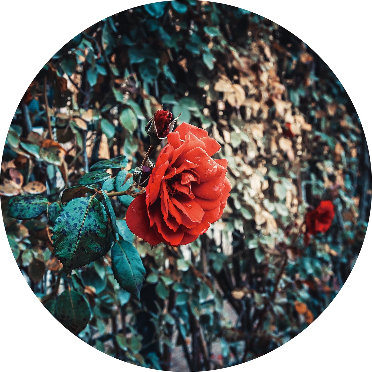 Round glass painting - Garden rose