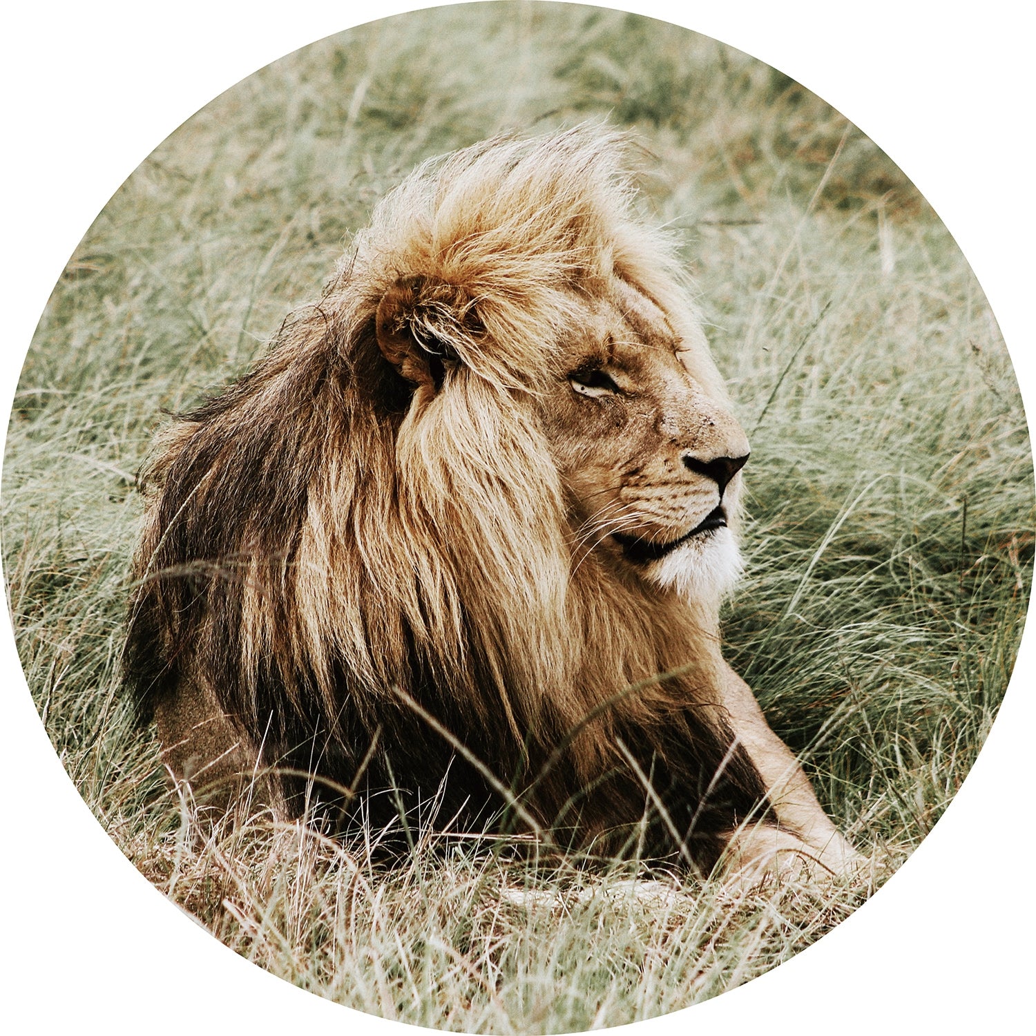 Rustende leeuw - Rond glasschilderij