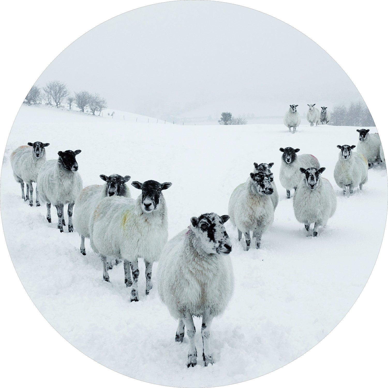 Round glass painting - Herd of Sheep
