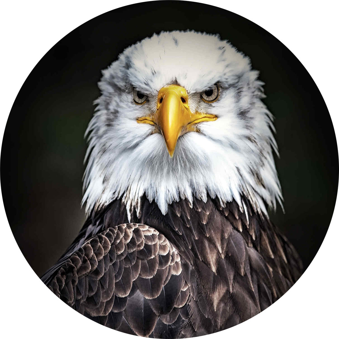 Round glass painting - Eagle