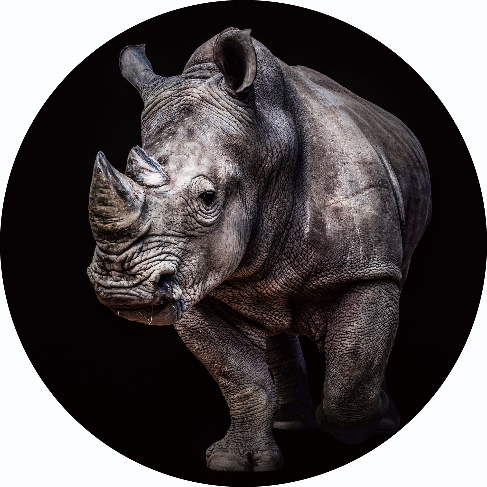 Round glass painting - Rhinoceros