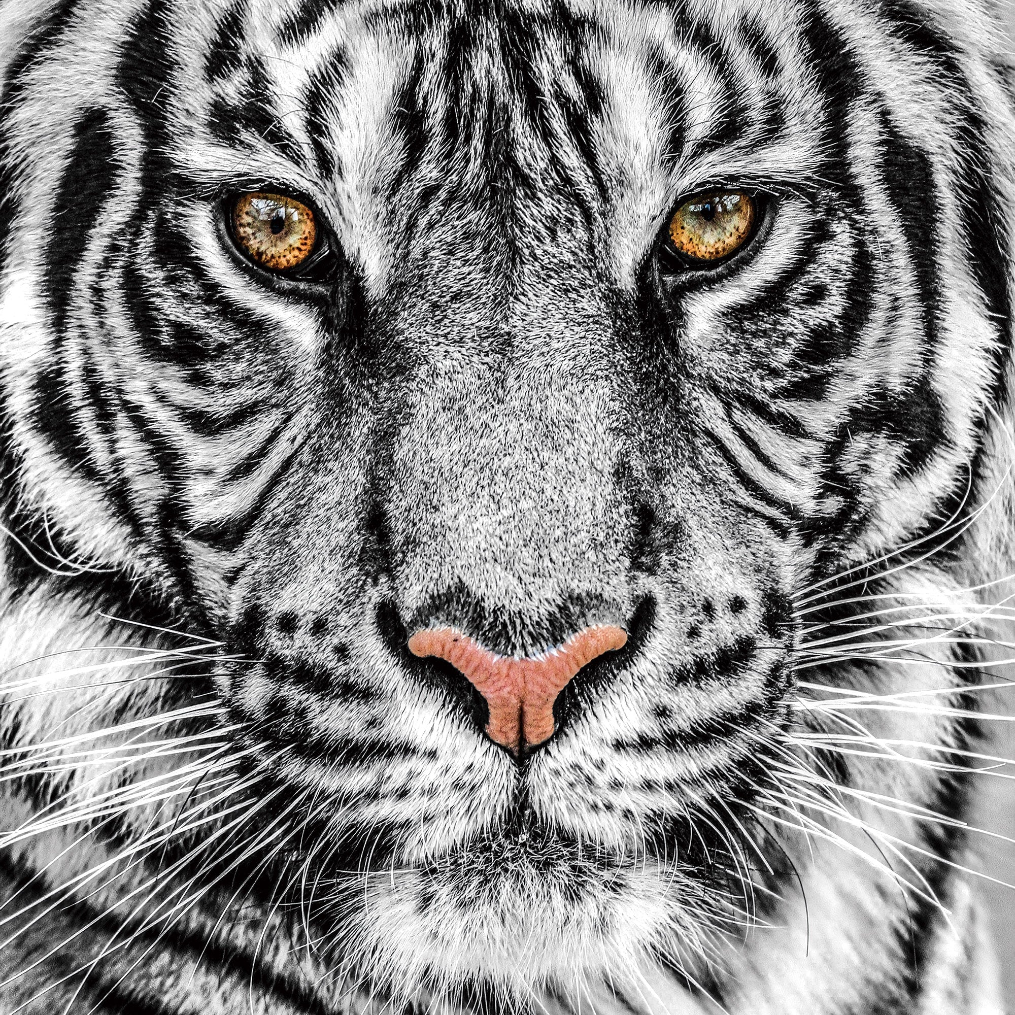 Glass painting Tiger - 2 species