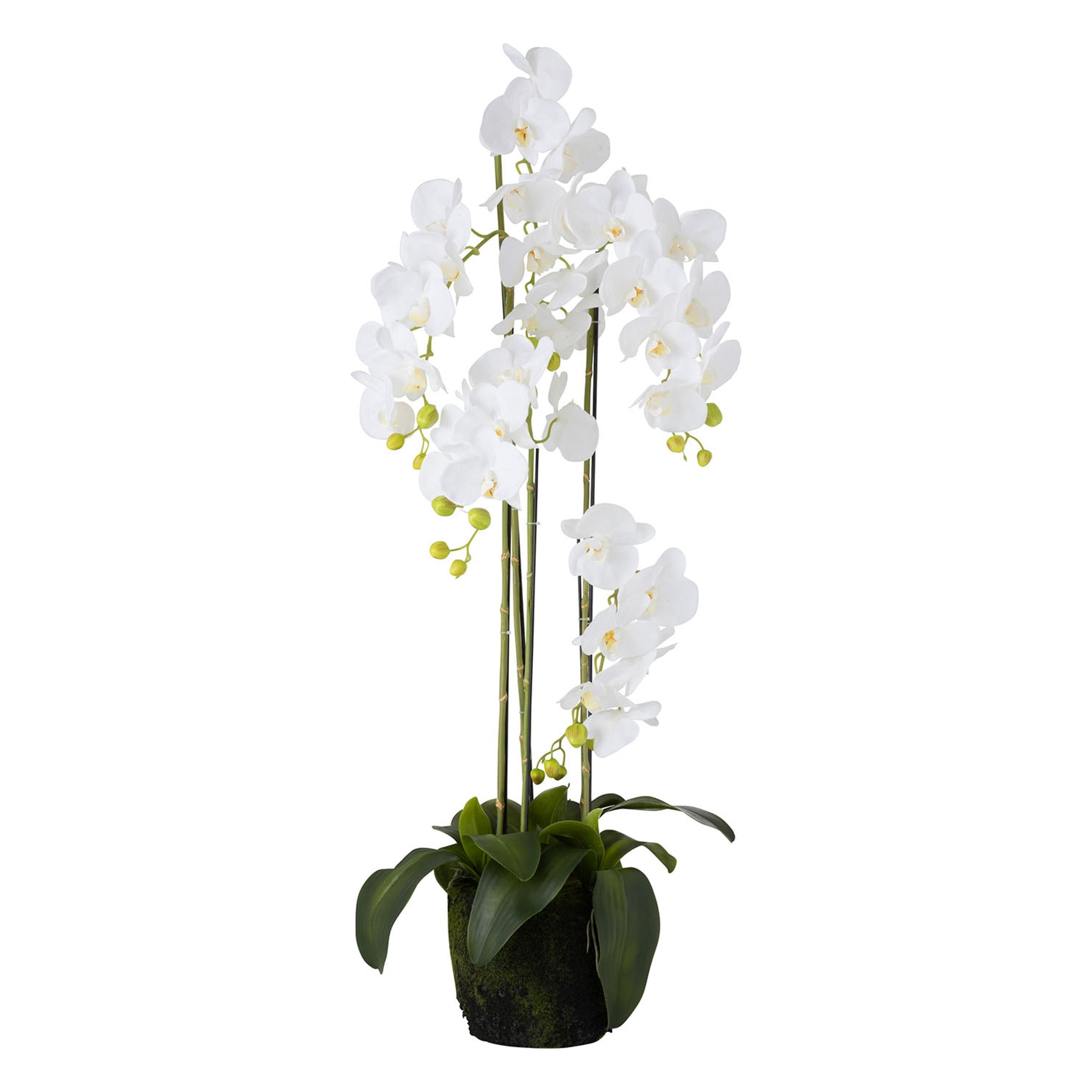 Orchid Fresh Touch White Large