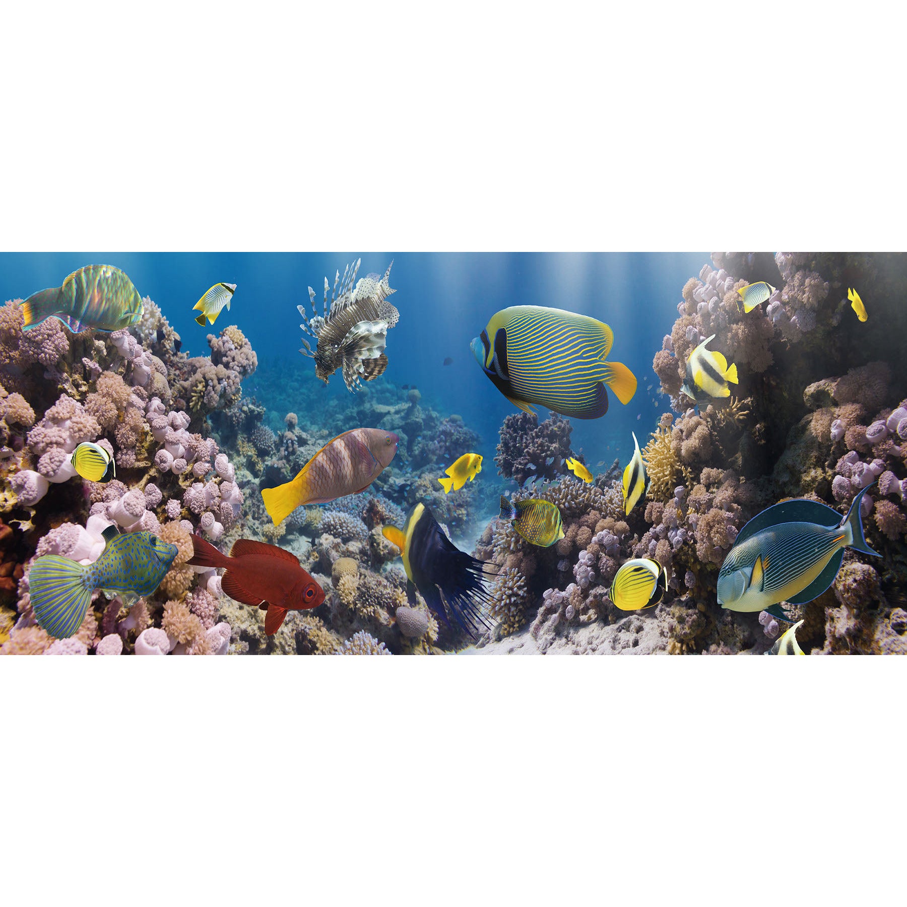 Glasschilderij - Tropisch Aquarium