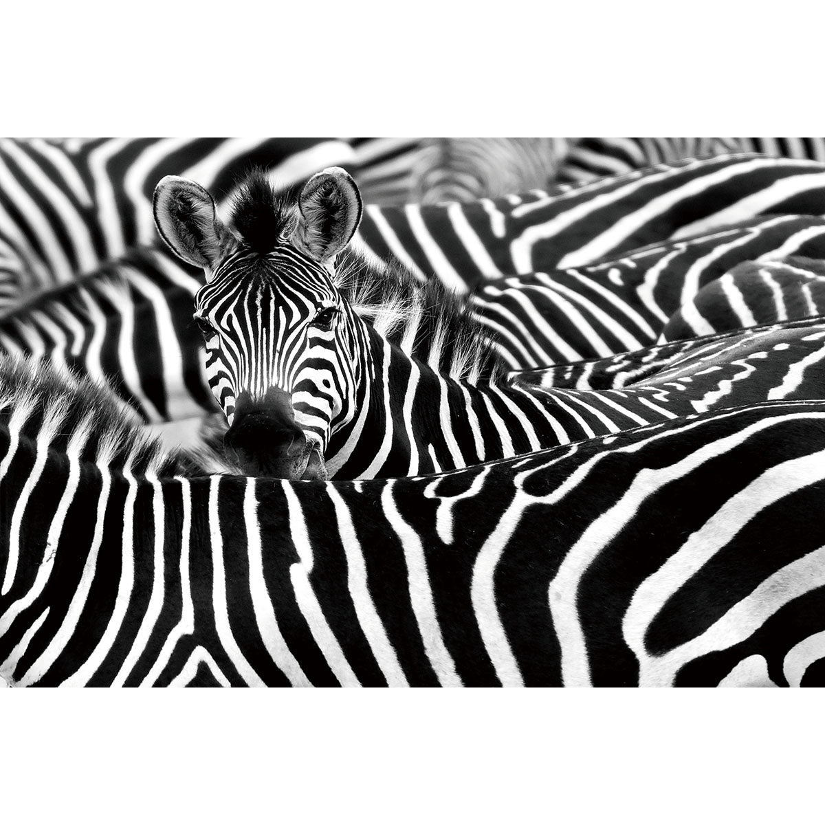 Glass painting Group of zebras