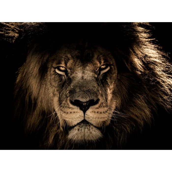 Lion's Pride 2 | Glasschilderij 160x110cm